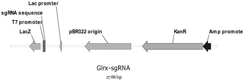 Method for constructing Glrx1 gene knock-out animal model based on CRISPR (Clustered Regularly Interspaced Short Palindromic Repeats)/Cas9 technology