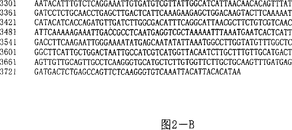 Expression of recombination SARS virus gene in pleiomorphic Hansen yeast and its use