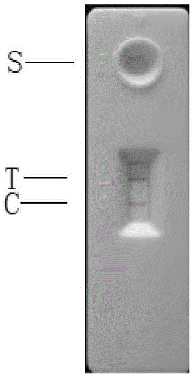 Mink canine parvovirus enteritis pathogen antigen colloidal gold detection test strip and production method thereof