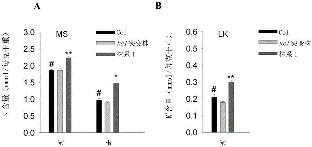 Potassium ion channel protein KC1-D as well as encoding gene and application thereof