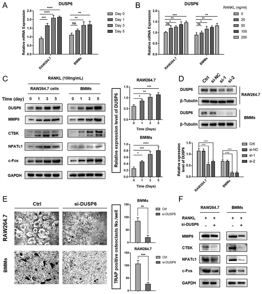 Application of dusp6 inhibitor bci in the preparation of osteoporosis drugs