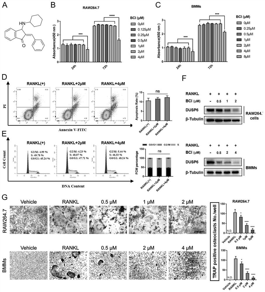 Application of dusp6 inhibitor bci in the preparation of osteoporosis drugs