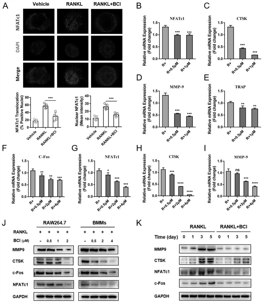 Application of dusp6 inhibitor bci in the preparation of osteoporosis drugs