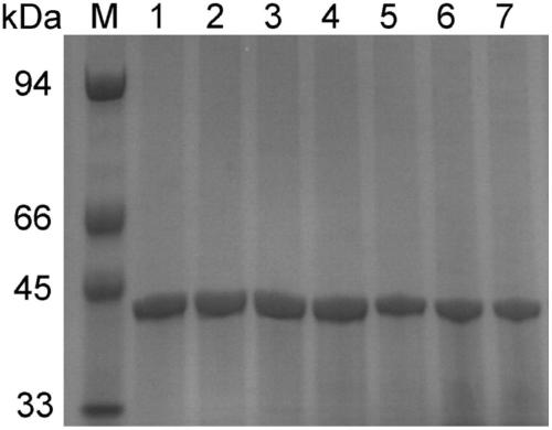 A d-lactate dehydrogenase mutant and its application