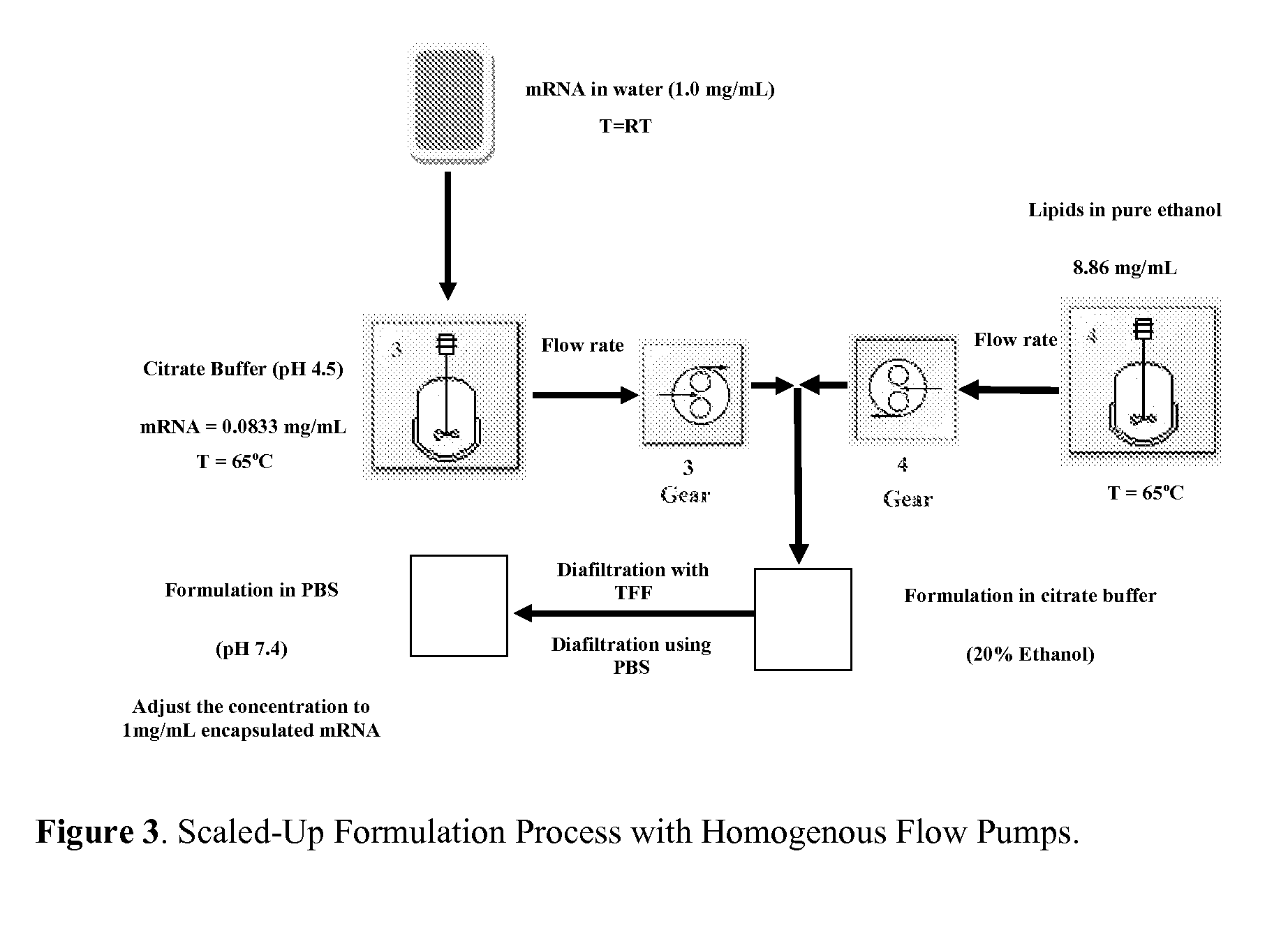 Encapsulation of messenger RNA