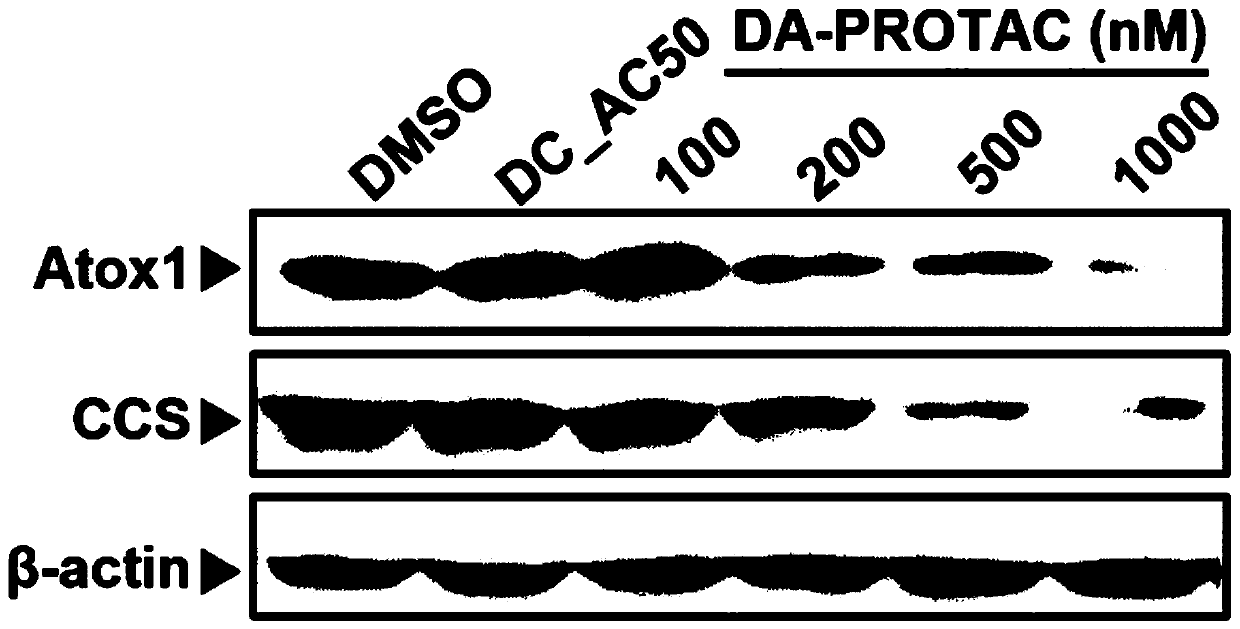 Small-molecule inhibitor for degrading copper ion transport proteins Atox1 and CCS and application thereof