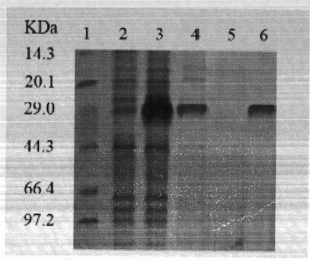 Pig cytomegalovirus antibody indirect blocking enzyme-linked immuno sorbent assay (ELISA) detection kit and detection method thereof