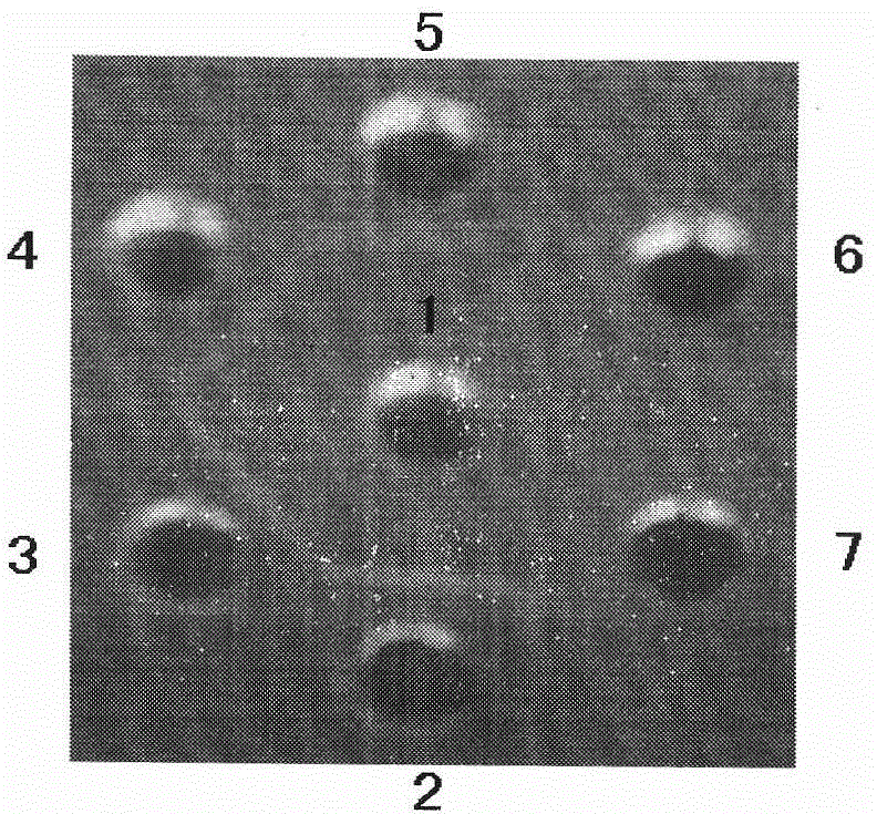 Pig cytomegalovirus antibody indirect blocking enzyme-linked immuno sorbent assay (ELISA) detection kit and detection method thereof