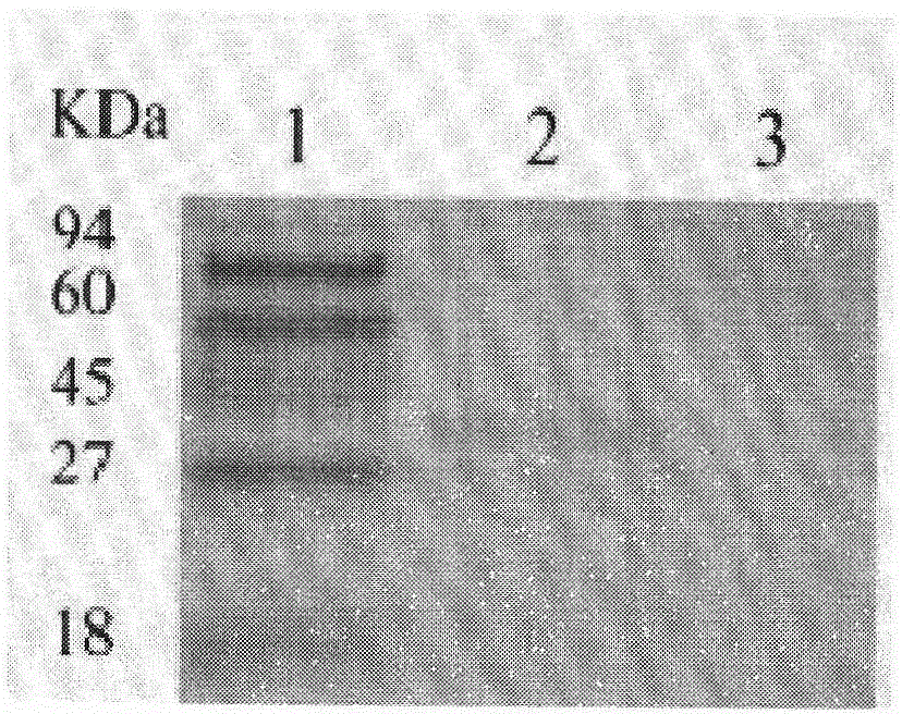 Pig cytomegalovirus antibody indirect blocking enzyme-linked immuno sorbent assay (ELISA) detection kit and detection method thereof