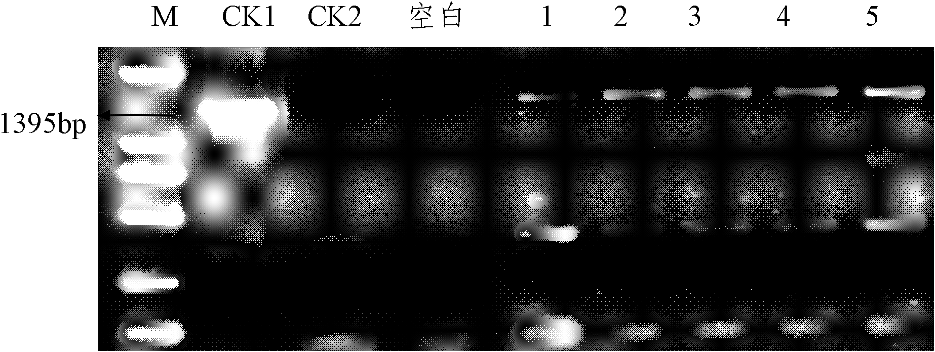 Anti-insect protein Cry1A.401 and expression vector and application thereof