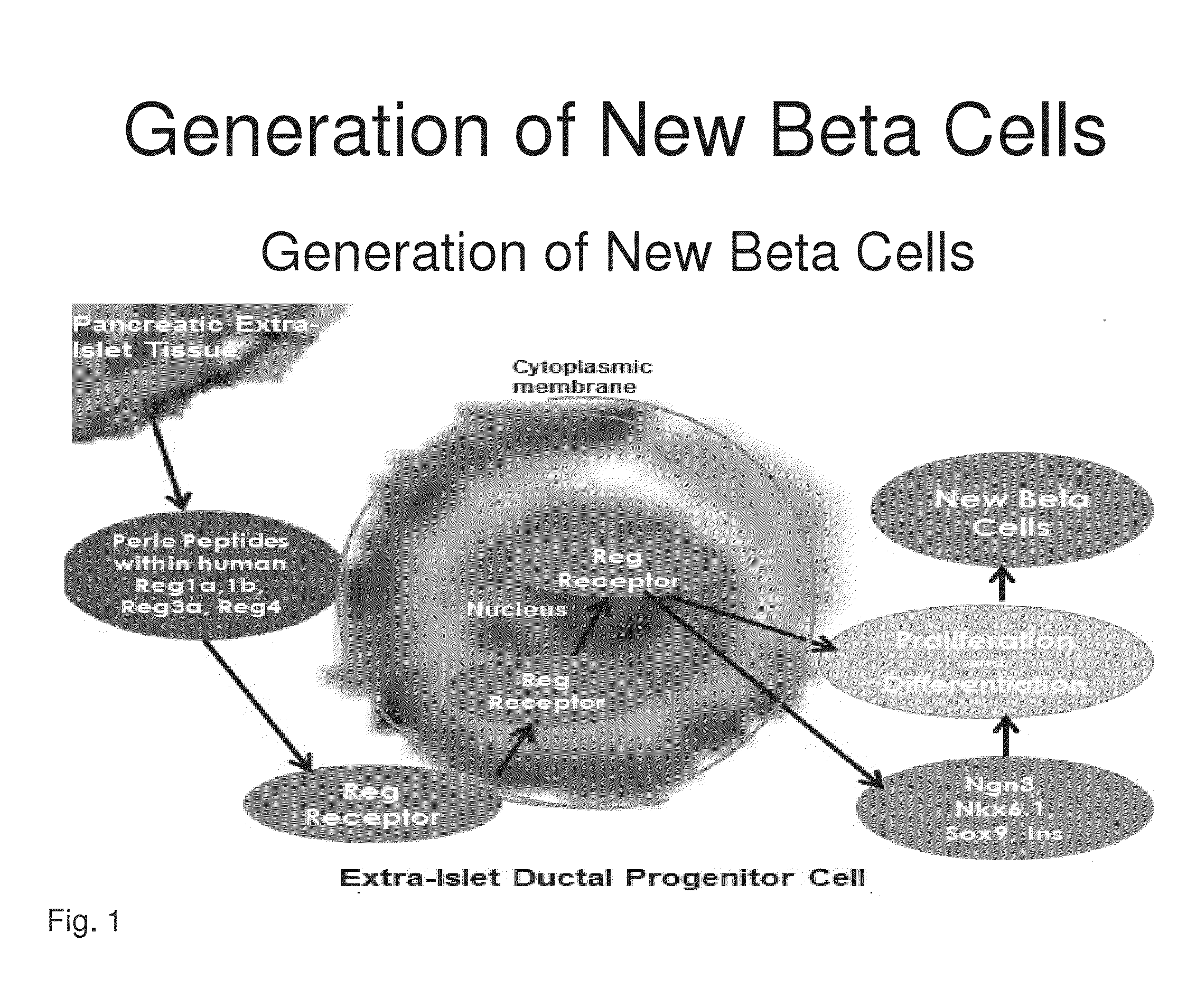 Generation of new pancreatic beta cells