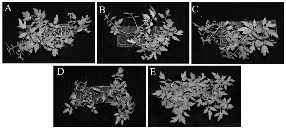 Pseudomonas chlororaphis and application thereof in prevention and treatment of tomato stolonidium leaf spot
