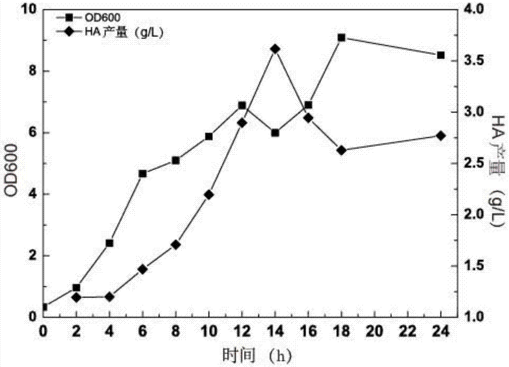 Method for improving fermentation yield of low-molecular hyaluronic acid (HA) by adding hyaluronidase