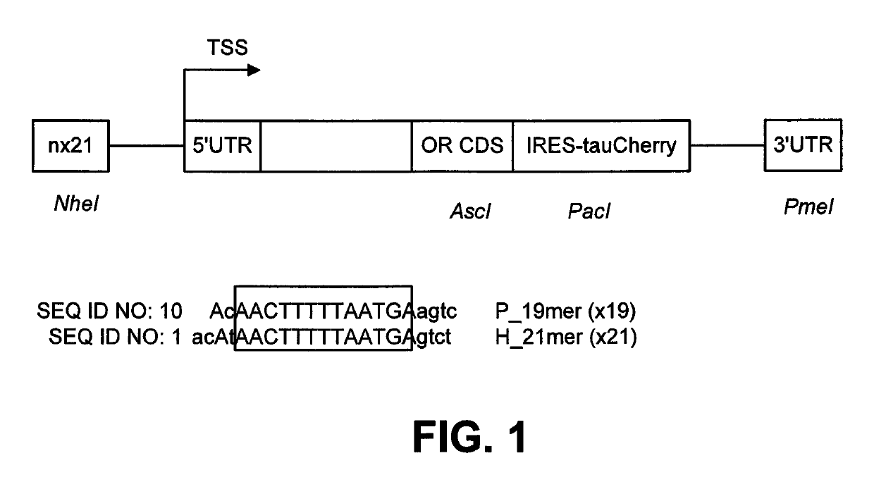 DNA sequence that increases odorant receptor representation in the olfactory system