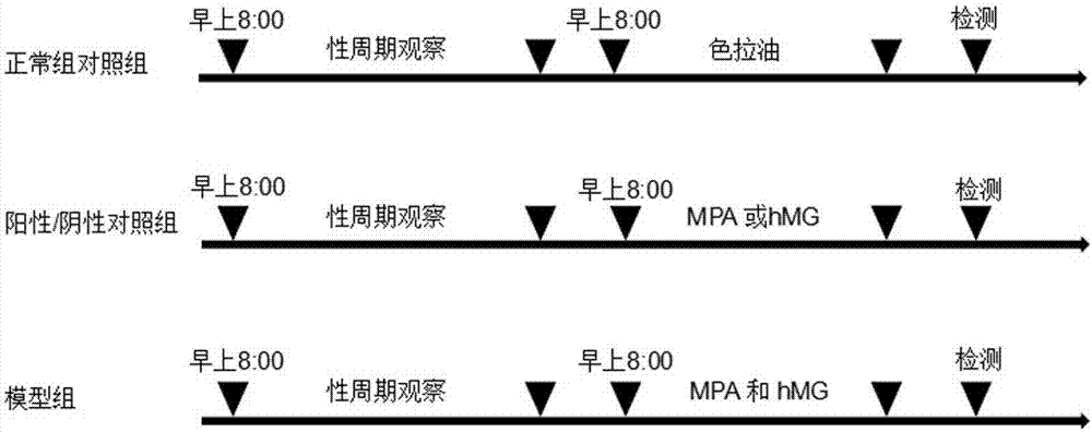 Application of exogenous MPA and hMG in preparing animal model drugs