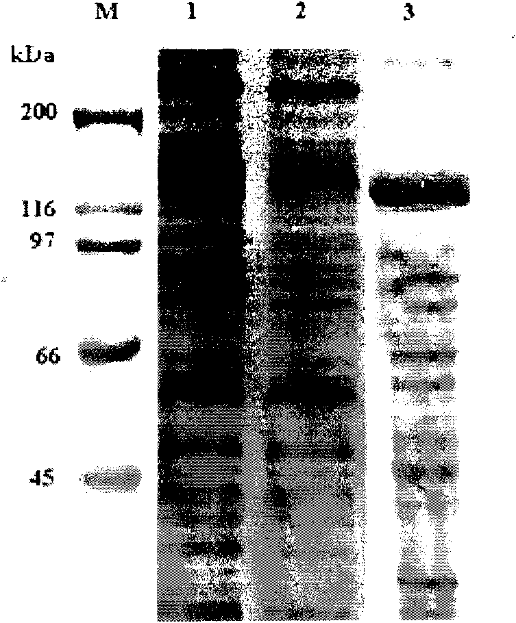Bt protein Cry4Cb1 and coding gene and application thereof
