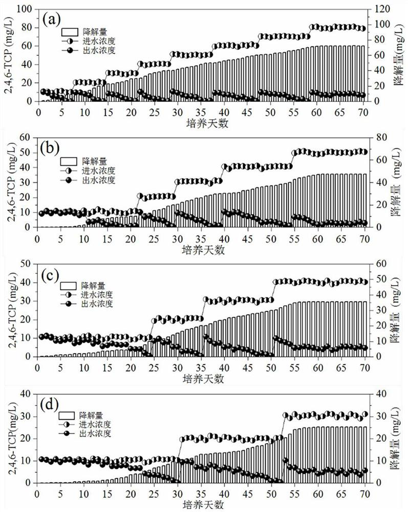 A method for rapid domestication of microorganisms capable of degrading 2,4,6-trichlorophenol