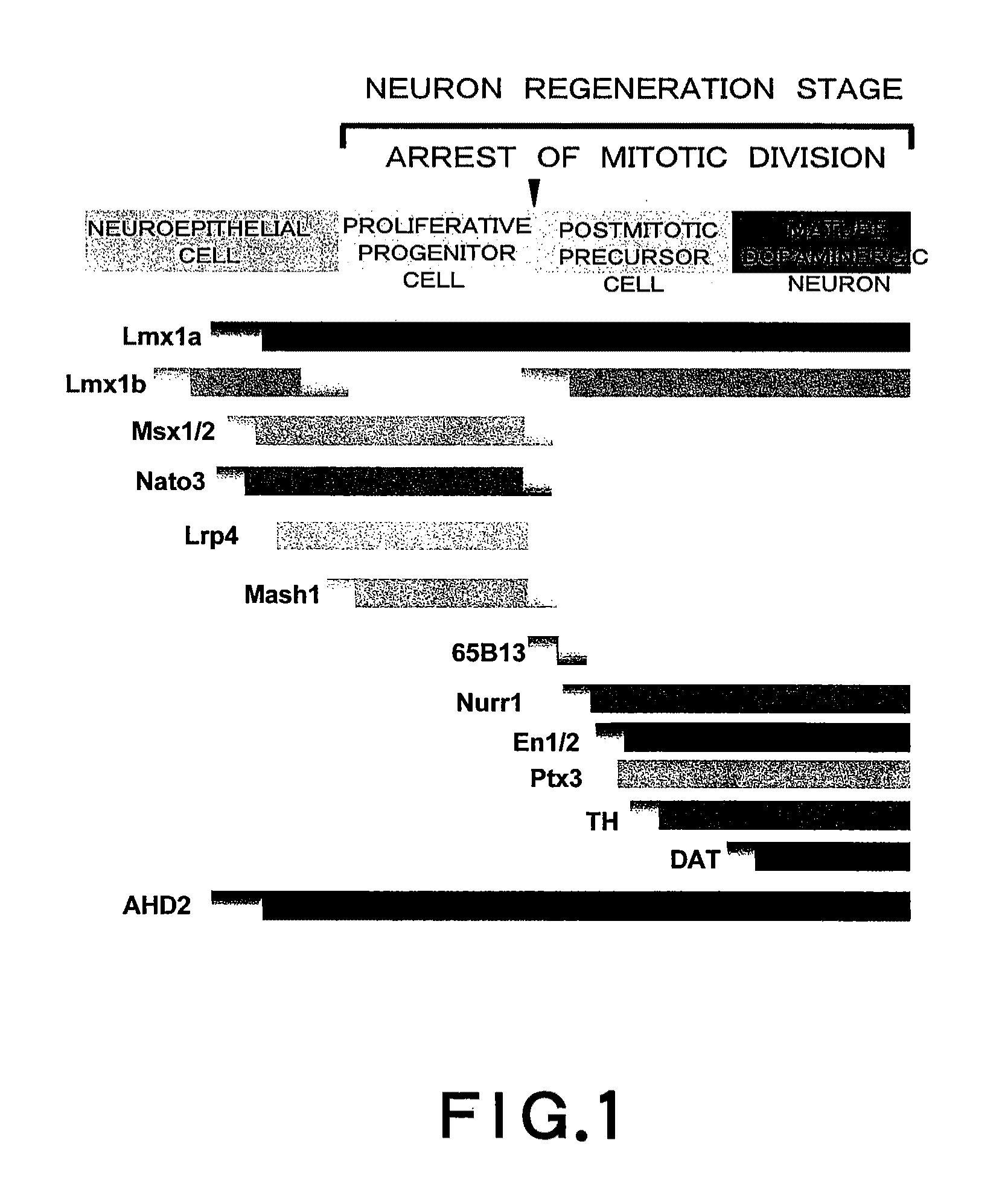 Dopaminergic neuron progenitor cell marker 187A5