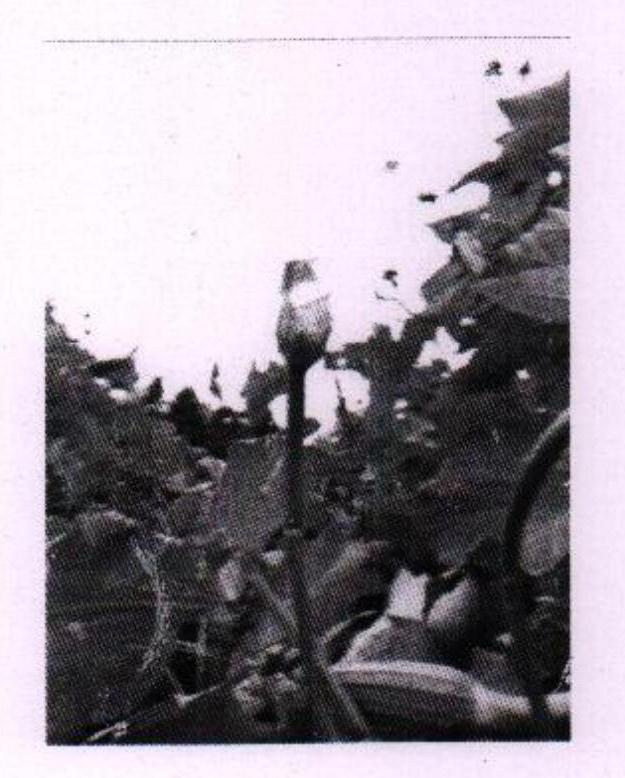 Pollination method for increasing ripening rate of towel gourds