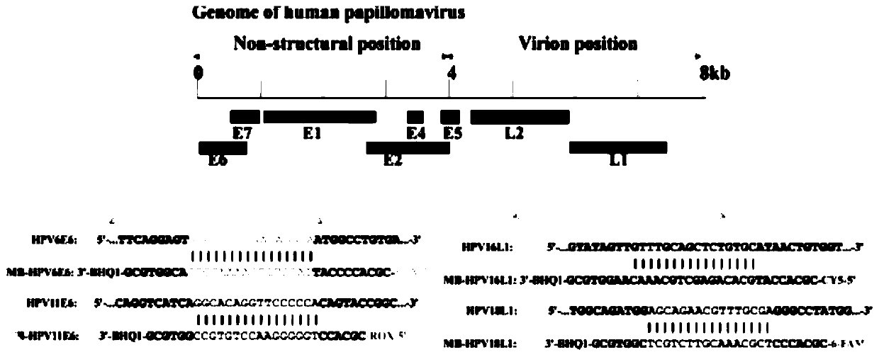 Kit and method for HPV (human papillomavirus) parting detection