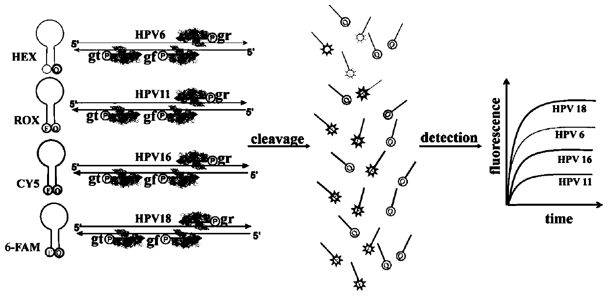 Kit and method for HPV (human papillomavirus) parting detection