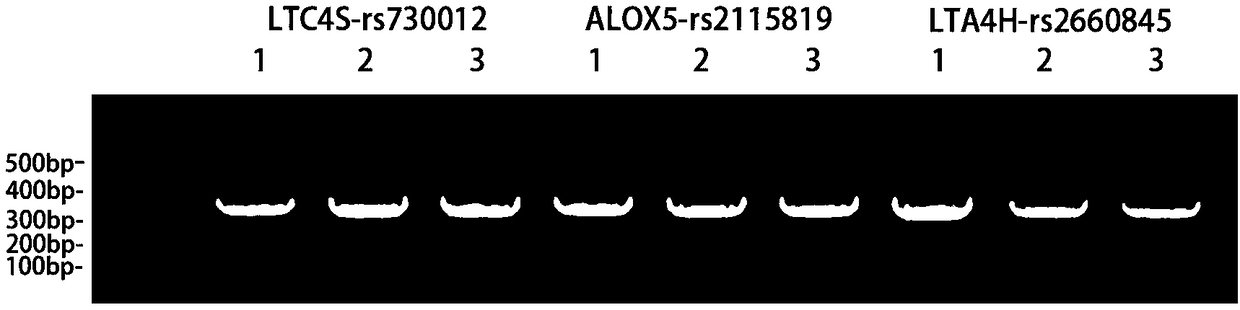 Primers and kits for detecting polymorphic sites of asthma susceptible genes ALOX5 (Arachidonate 5-Lipoxygenase), LTA4H (Leukotriene A4Hydrolase) and LTC4S (Leukotriene C4Synthase), and application of primers and kits