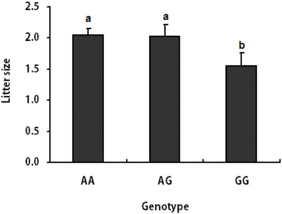 Gene mutation site related to reproduction traits of Hu-sheep and application thereof