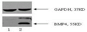 A method for distinguishing tilapia dorsal and tail muscles