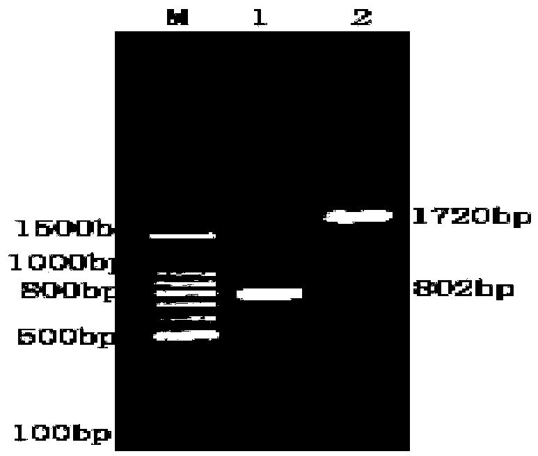 Newcastle disease virus and duck circovirus fusion protein as well as coding gene and application thereof