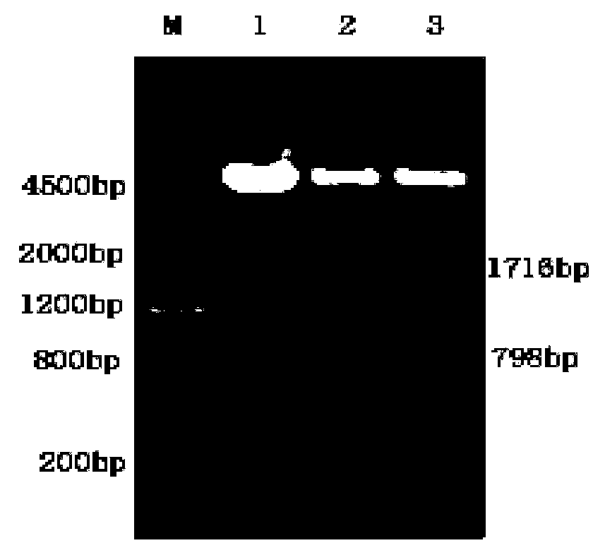 Newcastle disease virus and duck circovirus fusion protein as well as coding gene and application thereof