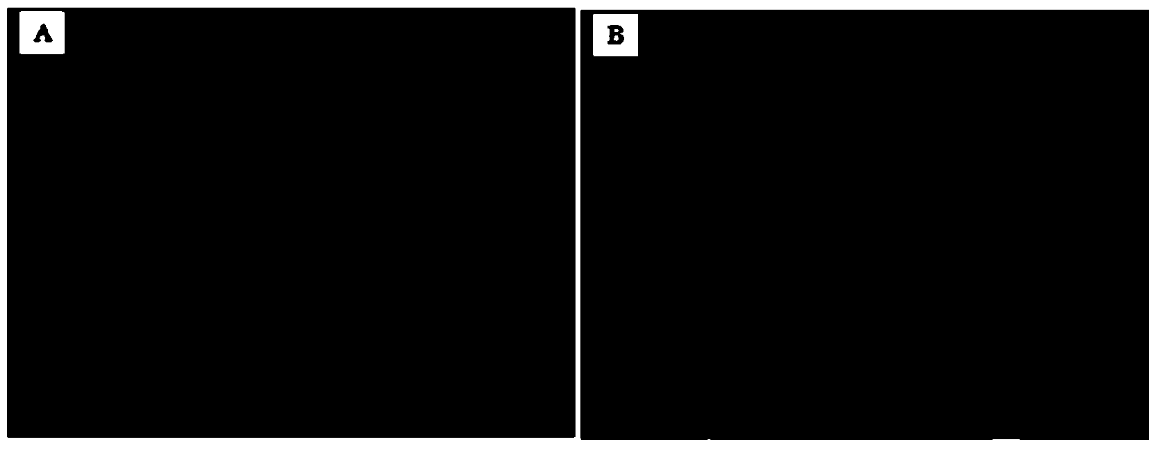 Newcastle disease virus and duck circovirus fusion protein as well as coding gene and application thereof