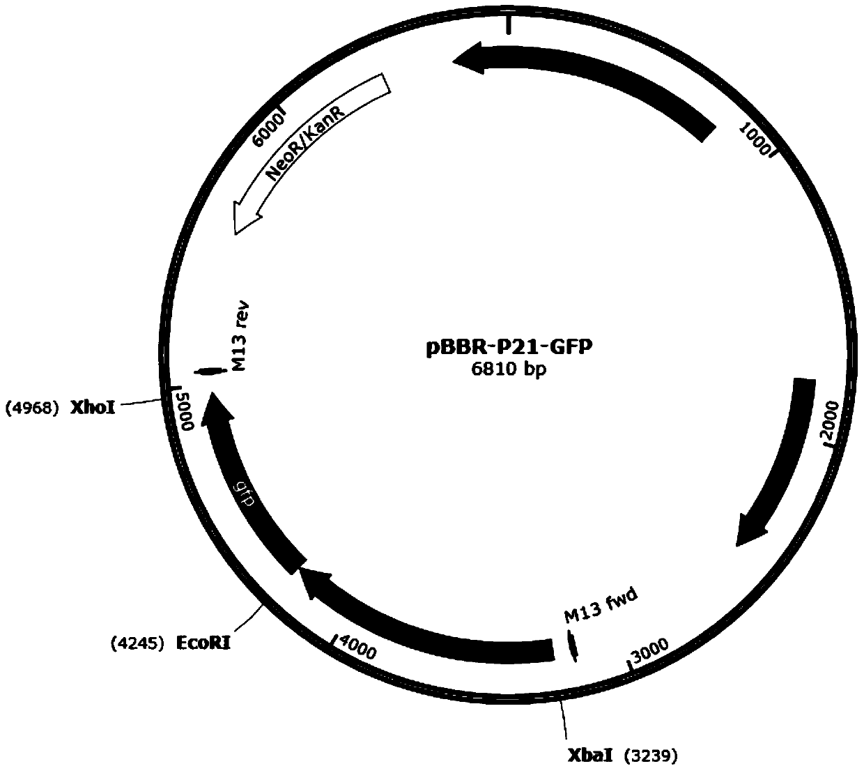 Strong promoter and plasmid vector containing strong promoter and application of strong promoter and plasmid vector