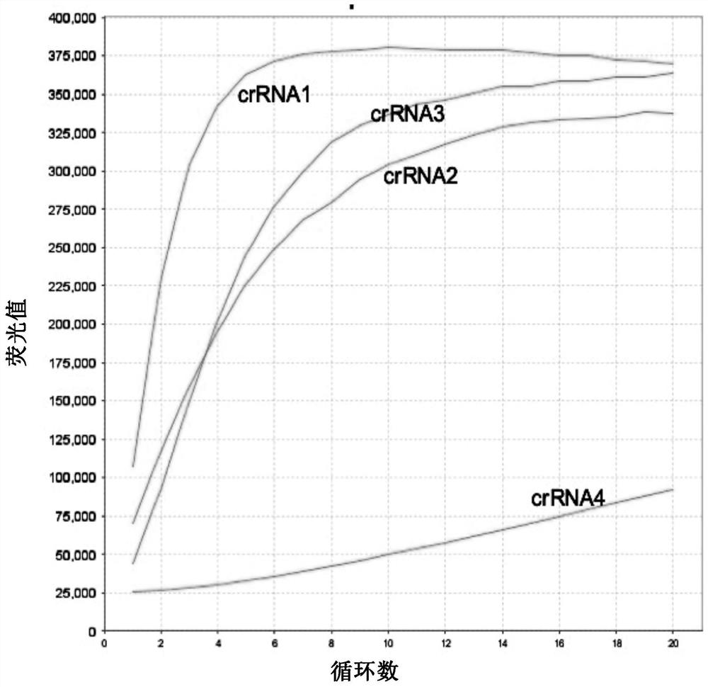 Detection method and kit for novel coronavirus (SARS-CoV-2)