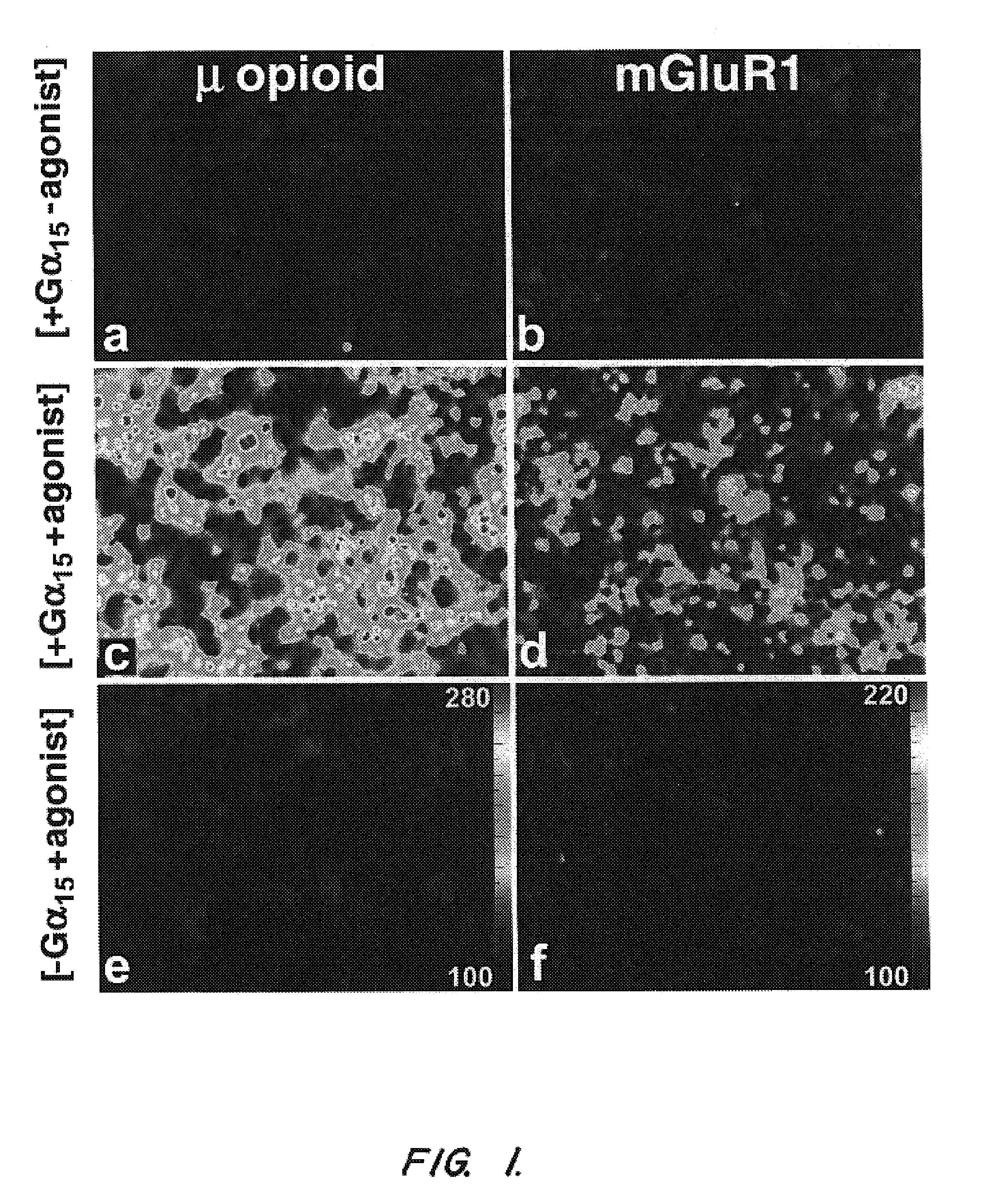 Method for screening taste-modulating compounds