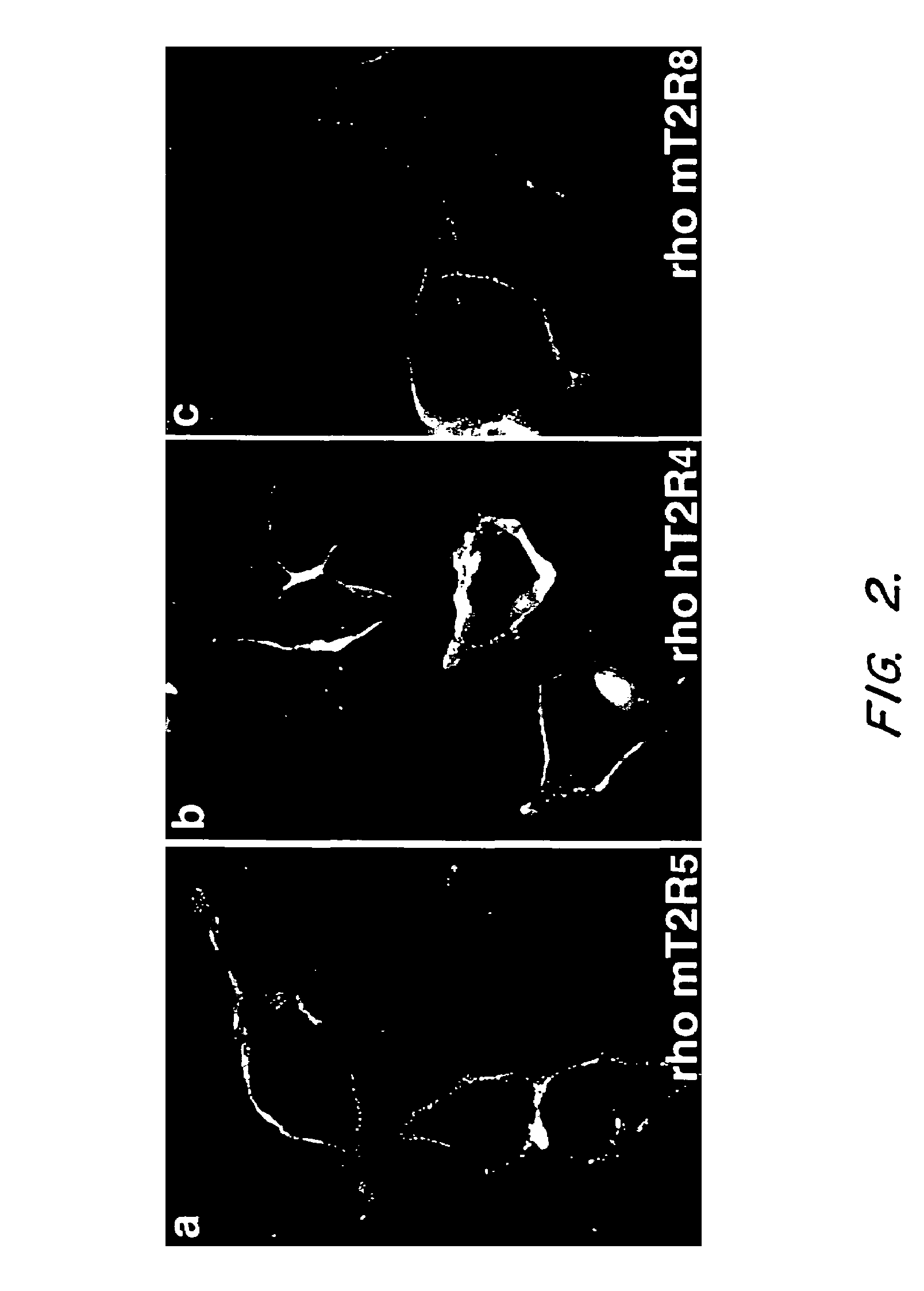 Method for screening taste-modulating compounds