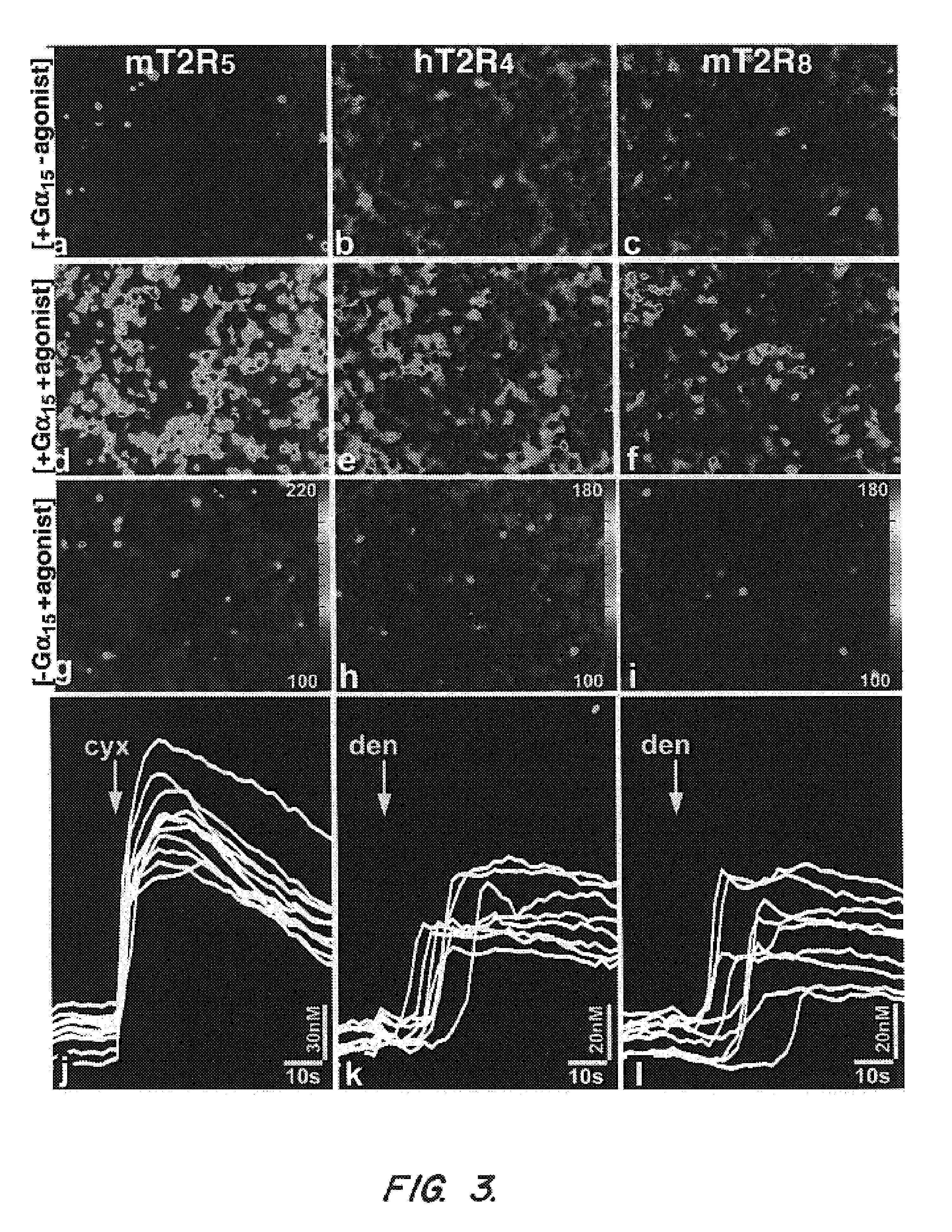 Method for screening taste-modulating compounds