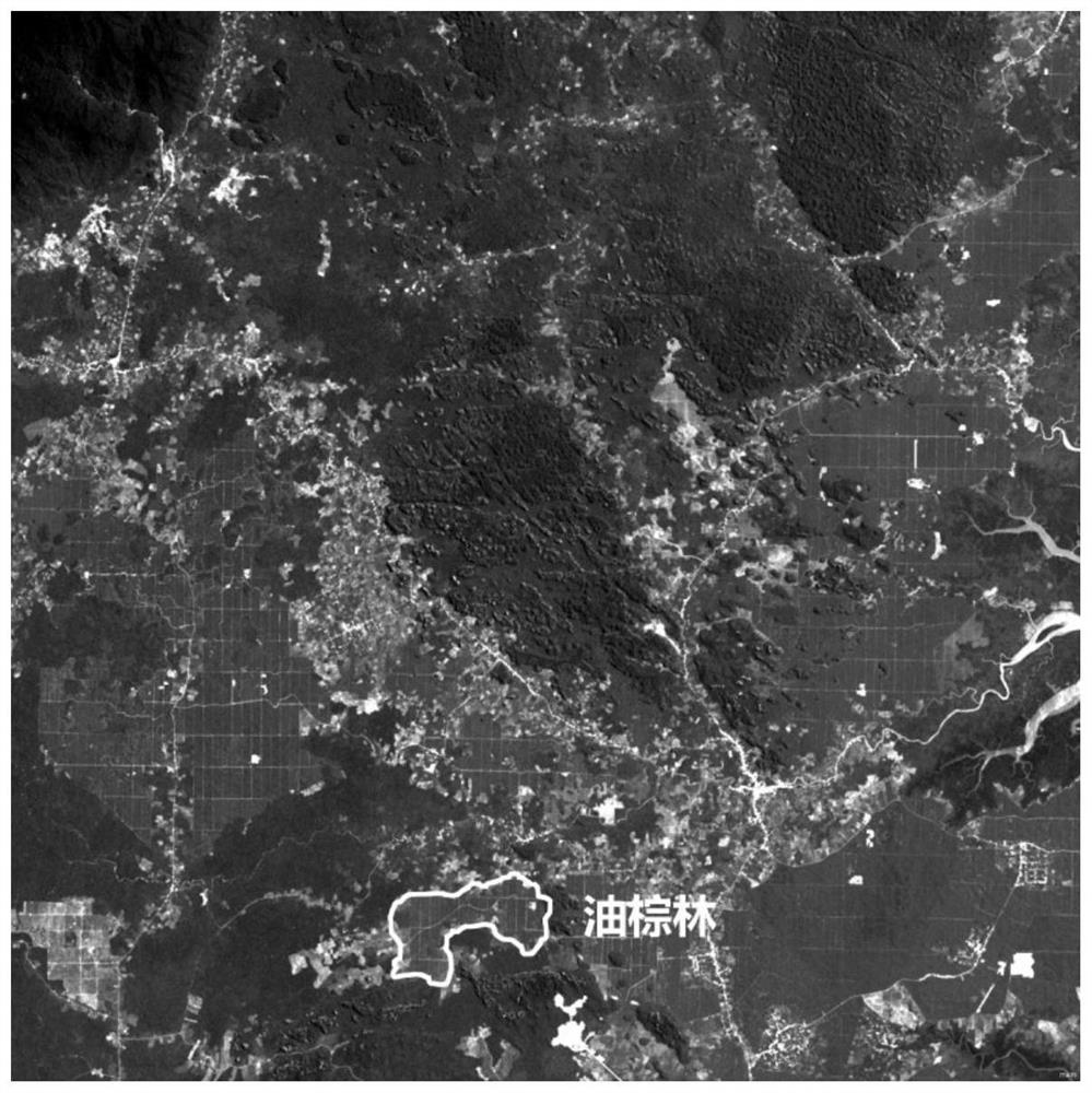 A remote sensing extraction method for oil palm forest