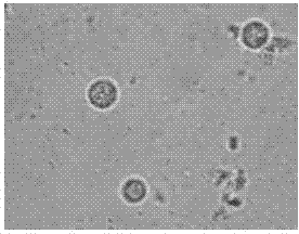 Biocontrol Trichoderma F18, and preparation method and application thereof