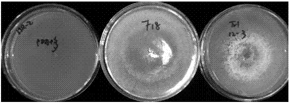 Biocontrol Trichoderma F18, and preparation method and application thereof