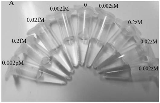 Ultra-sensitive circulating nucleic acid detection system, kit and method for constructing multi-dimensional DNA enzyme matrix based on DNA three-chain mediation