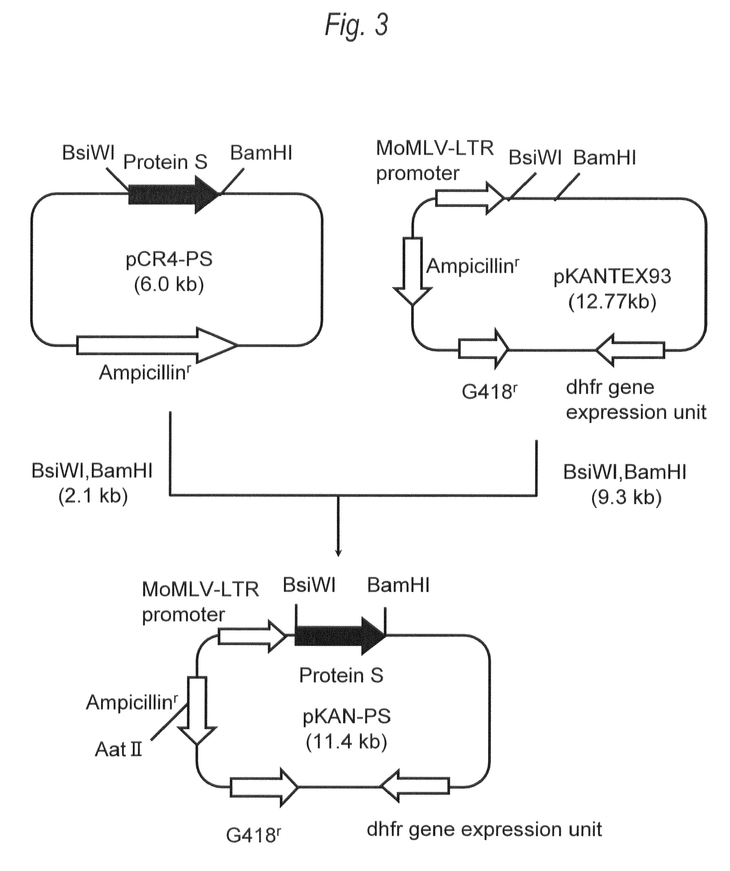 Recombinant protein S composition