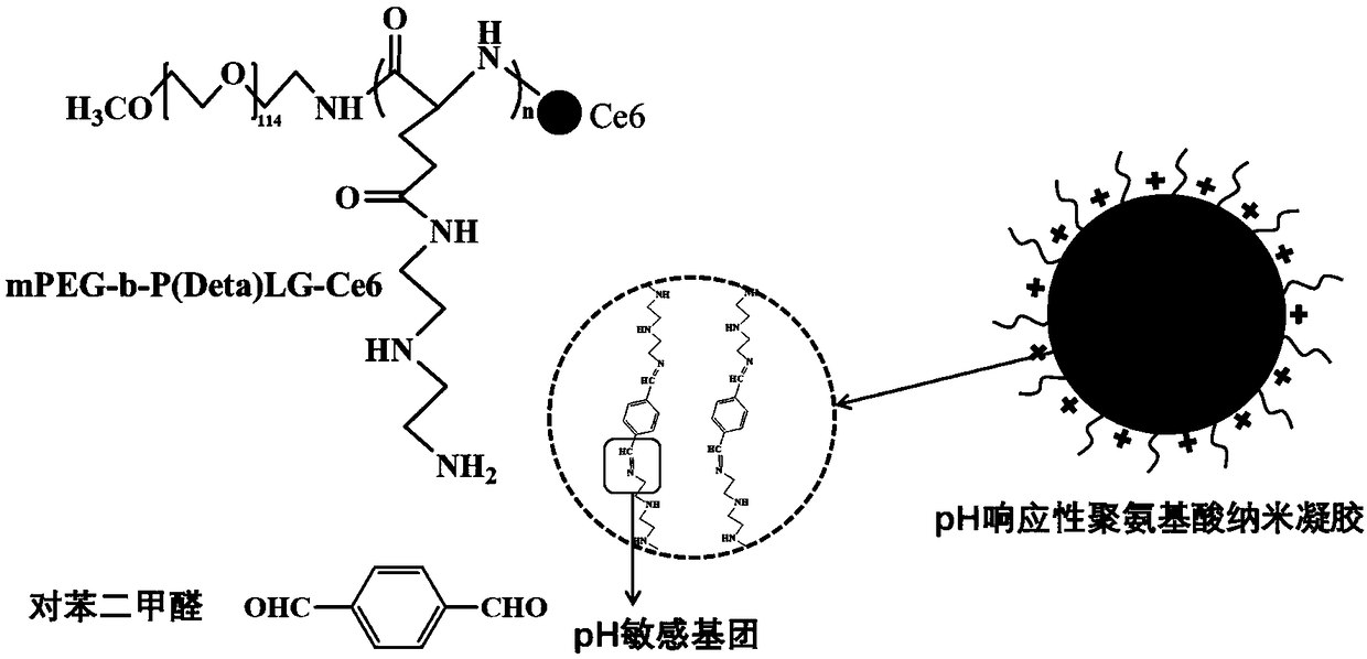 Protein-photosensitizer co-transmission pH responsive polyamino acid nanogel and preparation method thereof