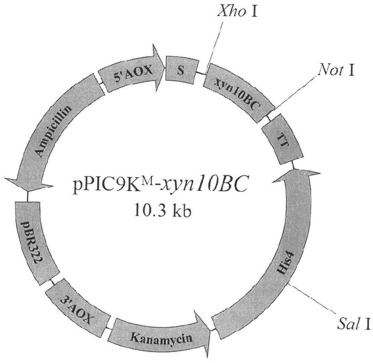 Clone and expression of beta-1, 4-inscribe xylanase catalysis domain (Aor Xyn10BC) gene