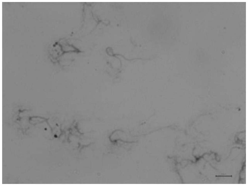 A kind of carbon nanotube predispersion for modified epoxy resin and preparation method thereof