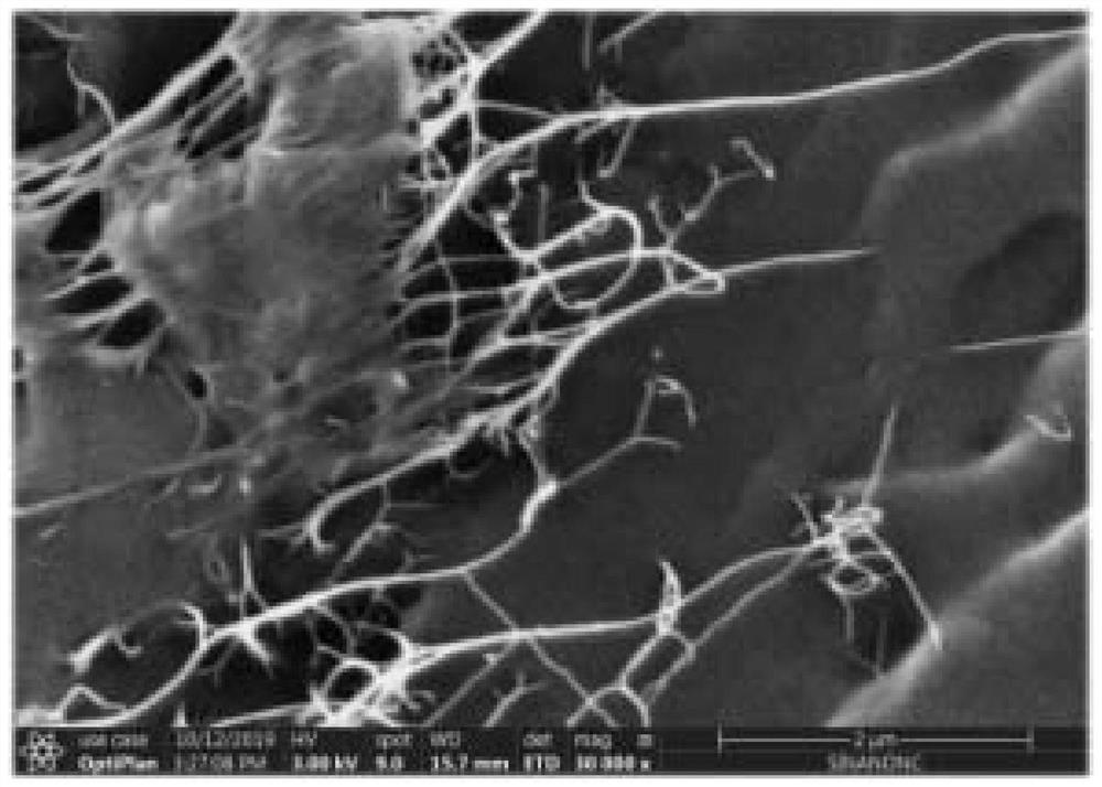 A kind of carbon nanotube predispersion for modified epoxy resin and preparation method thereof