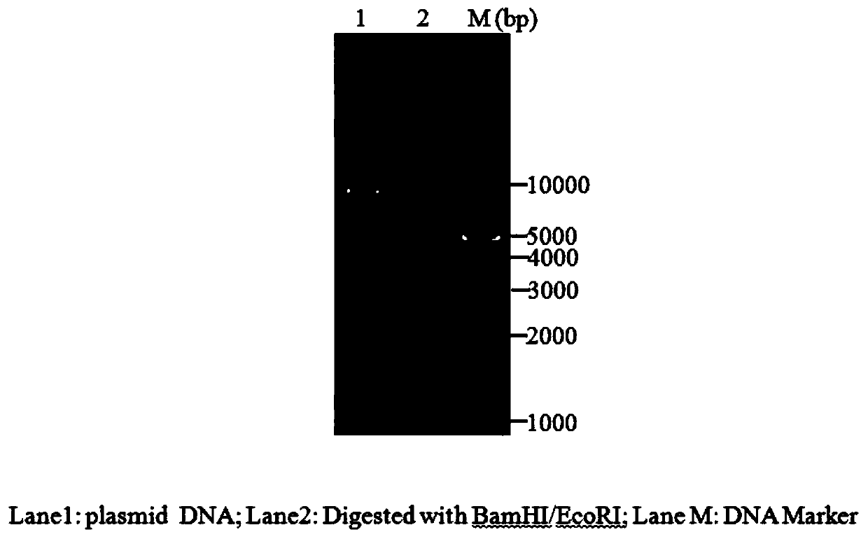 Sorghum transcription factor SbSBP5 gene and recombinant vector and expression method thereof