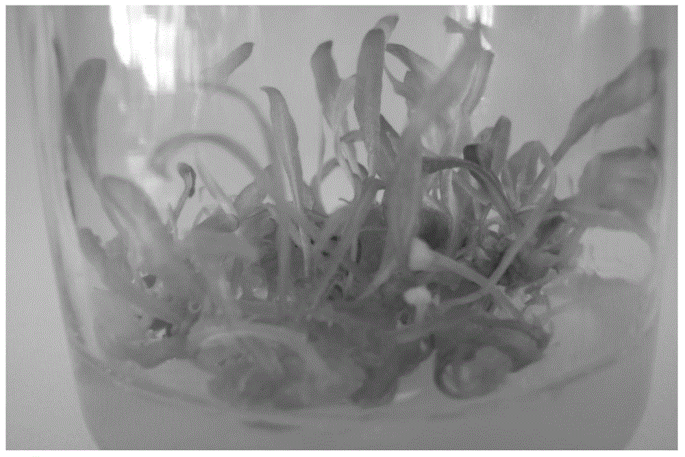 Method for regenerating plants with Taraxacum kok-saghyz Rodin leaves