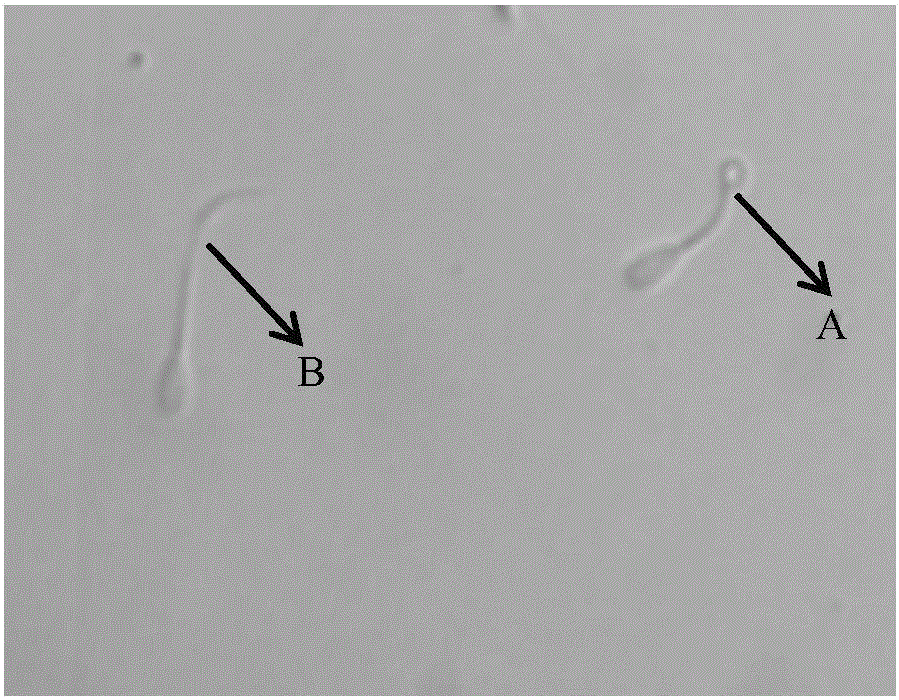 Bovine sperm capacitation solution and in vitro sperm capacitation method