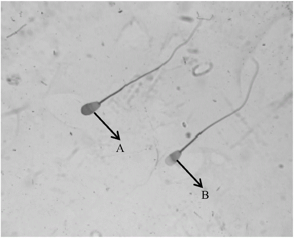 Bovine sperm capacitation solution and in vitro sperm capacitation method