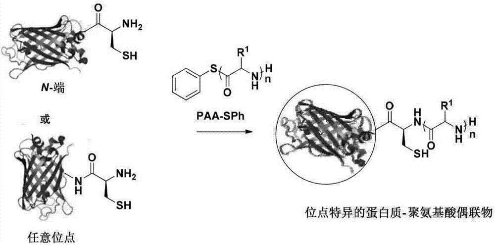 Method for preparing protein-polyamino acid cyclic conjugate